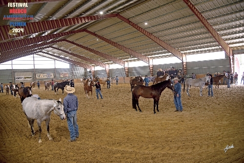 FESTIVAL HŘEBCŮ AMERICKÝCH PLEMEN 2024