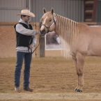 Palomino